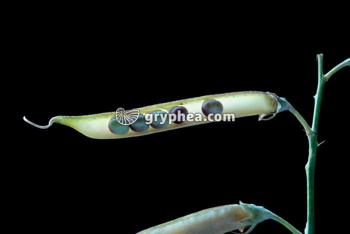 Pois de Senteur - Gousse avec graines en place - gryphea.com